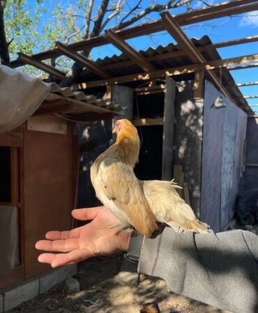 контейнер для животных: Продаю карликов, цыплят и кур несушек, Доставка по Бишкеку есть❗️