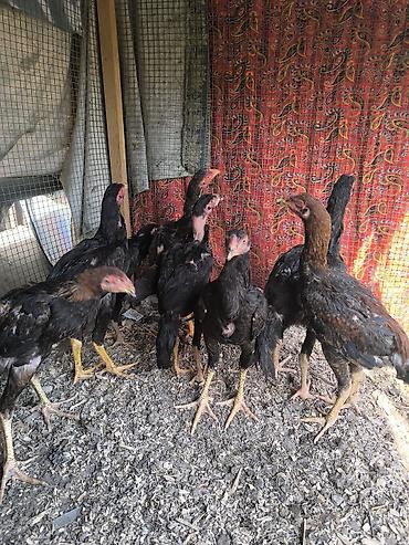 Продам с/х животных: Продаю | Куры | Бойцовая | Для разведения — 1