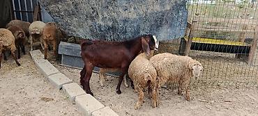tovuz qusu səkilləri: Hələb keçi 🐐 7 aylıq — 2