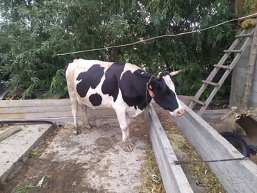 животные карова: Продаю | Корова (самка) | Голштин | Для молока | Стельные, После отела