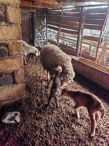 Qoyunlar, qoçlar: Beş ana beş bala sort heyvanlar satılır hammısı sağlam -da lalafo.az — 6 Qoyunlar, qoçlar: Beş ana beş bala sort heyvanlar satılır hammısı sağlam — 6