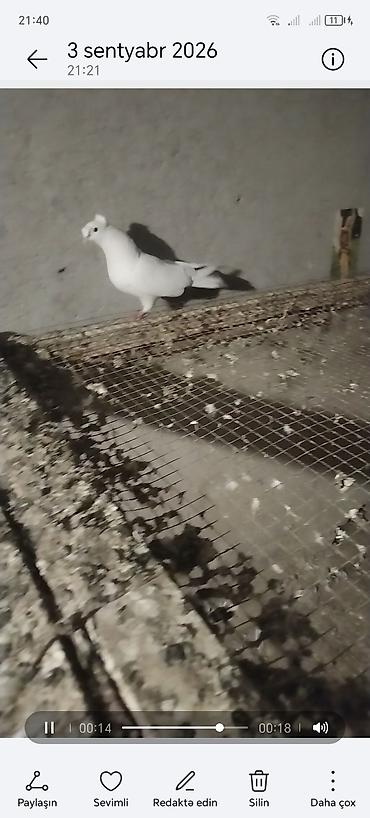 goyercin bazari: Qoşa kekil mayadi unvan gemce gondermek mumkundu 0513992050 — 5
