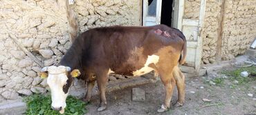сельскохозяйственные животные продажа: Продаю | Корова (самка) | Полукровка | Для разведения | После отела