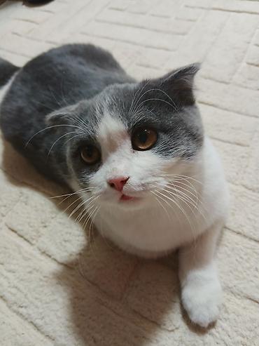 Кошки: Шотландская вислоухая кошка (Scottish Fold), окрас биколор — 4