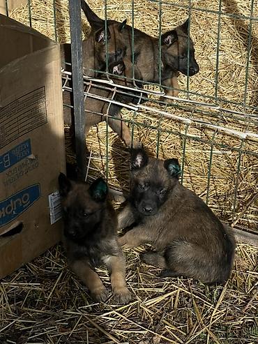 Продажа собак: Щенки Бельгийский овчарки - Порода по типу — короткошёрстные — 8