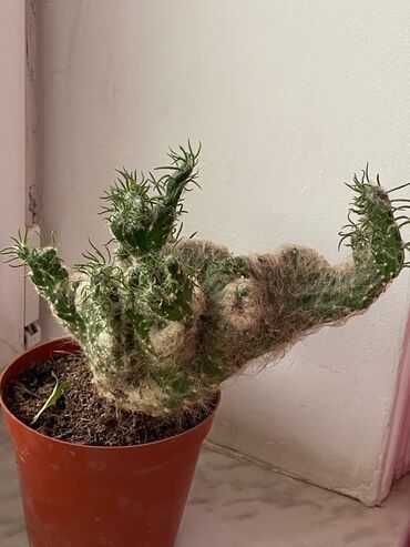 Otaq bitkiləri: Kaktus növləri hər qiymətə. Barter olar quş növləriylə. Tutuquşu Toyuq — 4