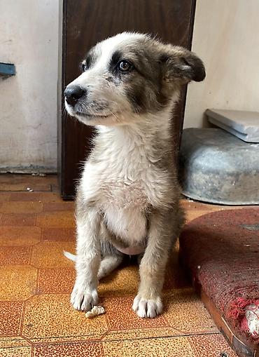 Отдам даром собаку: Собака даром: Дворняжка, 4 месяца, Самка at lalafo.kg — 5 Отдам даром собаку: Собака даром: Дворняжка, 4 месяца, Самка — 5
