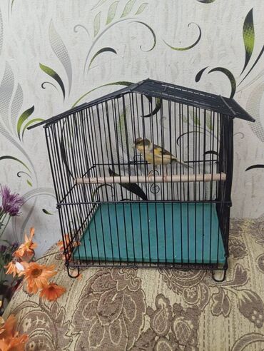 Bülbüllər: Salam. Bulbul satilir. 10 ayliqdi. Fevral ayinin qusudu. Oz qusumun -da lalafo.az — 9 Bülbüllər: Salam. Bulbul satilir. 10 ayliqdi. Fevral ayinin qusudu. Oz qusumun — 9