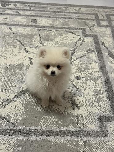 pomeranian it: Şpitz, 6 ay, Dişi, Peyvəndli — 3