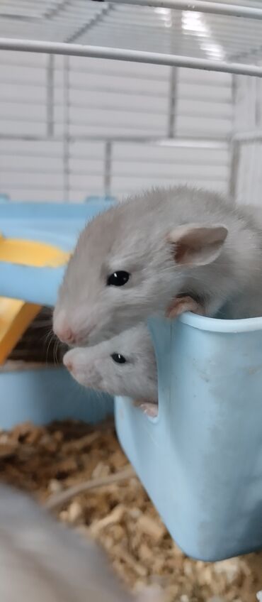 домашние крысы: Продам маленьких крысят голубой окрас. есть и другие расцветки