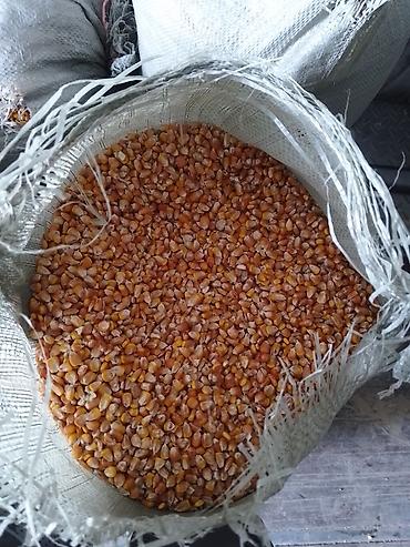 слива фрукты: Кукуруза зерновая 90тонна погрузкой — 3