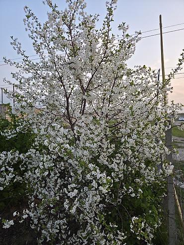 9 mikrorayon satilan evler: Ağ çiçəklərlə bol-bol açan meyvə ağacları – bağ salmaq və ya landşaft — 1