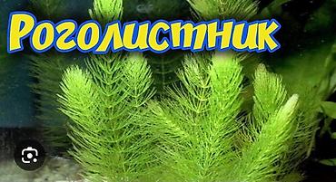 кой аштоо: Аквариумные растения. - Валиснерия — по 30 сом за кустик. Длинные — 4