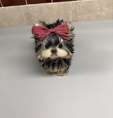 İtlər: Şpitz — 9