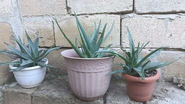 kosmetika aloe vera: Müalicəvi Aloe Vera bitkisi, çox xeyirlidir, kosmetologiyada və xalq