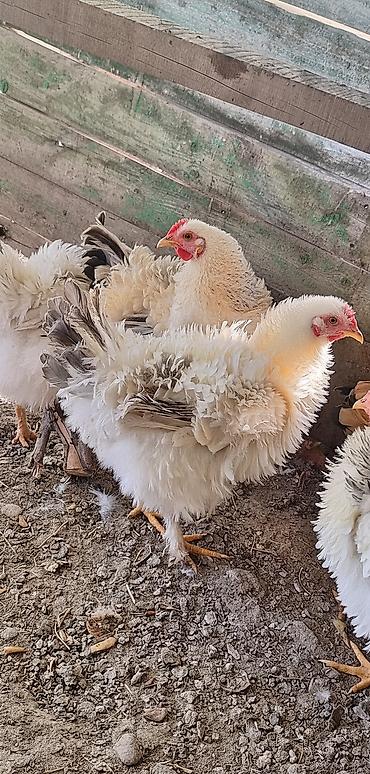 Куры, петухи: Продаю | Куры | Для разведения — 2