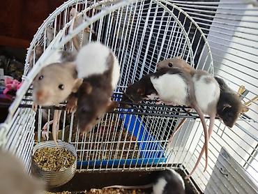 Кемирүүчүлөр: Продам декоративных крысят разных расцветок. Дамбо, Рэксы. продаются — 7