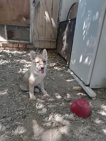 ягдерерь собаки: Лайка, 2 месяца, Самка — 2
