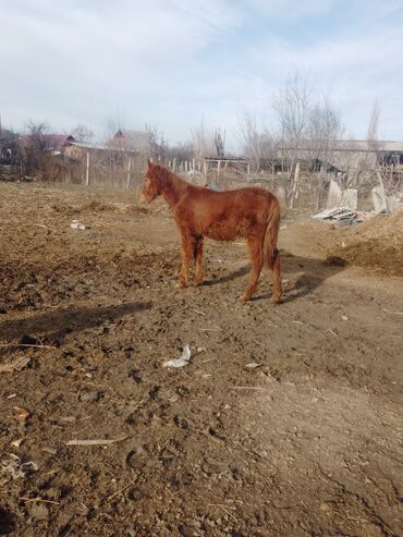 тай сатылат: Сатам | Тай