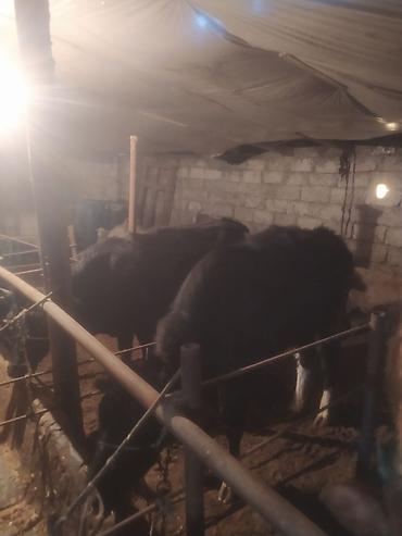 Dana, buzov: Satılır: Qara rəngli danalar - Növ: iri buynuzlu heyvan (dana) - -da lalafo.az — 5 Dana, buzov: Satılır: Qara rəngli danalar - Növ: iri buynuzlu heyvan (dana) - — 5