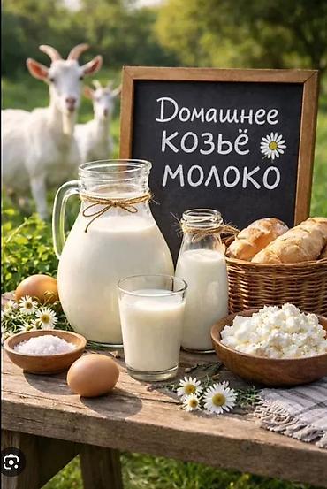 цистерна молока: Домашнее козье молоко - Натуральное, свежевыдоенное козье молоко с — 1
