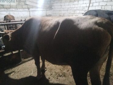 Inəklər, öküzlər: Dişi, il: 2, 540 kq, Ətlik, Ödənişli çatdırılma — 2