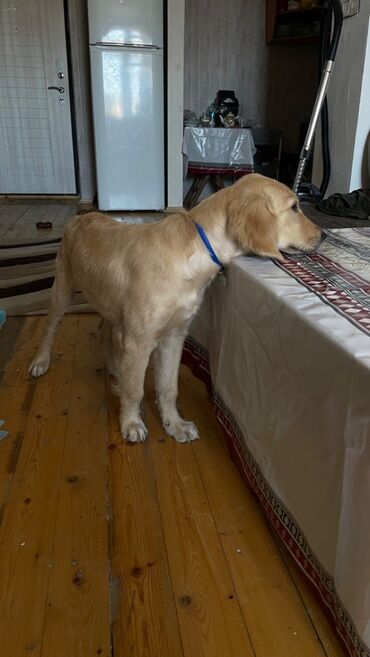 golden rotriver: Labrador-retriver, 4 ay, Dişi, Peyvəndli, Ünvandan götürmə, Ödənişli çatdırılma