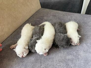 Pişiklər: Şotland yastı qulaq — 9