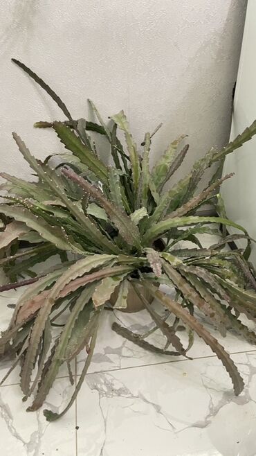 техника для сада: Эпифитный кактус (вероятно, эпифиллум/дизокактус, «кактус-орхидея») в