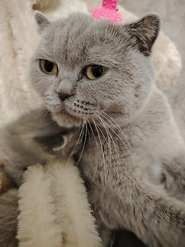 Pişiklər: Şotland -da lalafo.az — 14 Pişiklər: Şotland — 14