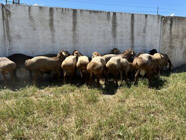 Животные: Продаю | Овца (самка), Ягненок, Баран (самец) | Гиссарская | Для разведения