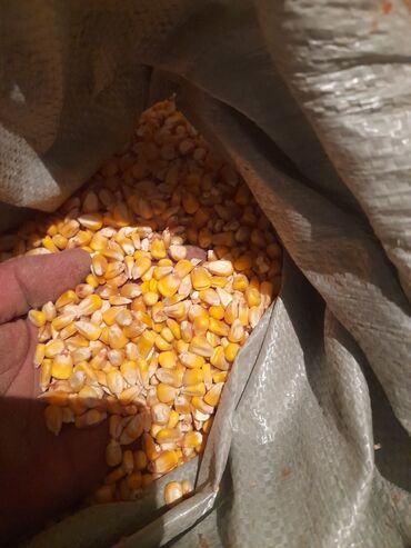 сено ош: Кукурузу Пионер есть 60 тонн цена 15,50