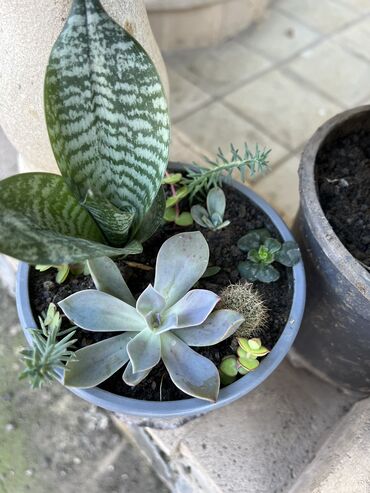 Xalçalar: Xalça -da lalafo.az — 59 Xalçalar: Xalça — 59