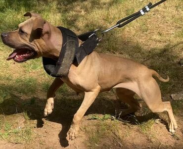 Продажа собак: Pitbull dog, 1 year age dog, Female dog gender, With pedigree dog