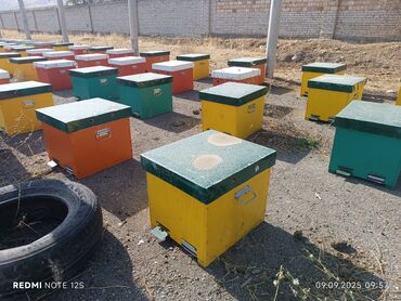 фасадные панели для наружной отделки дома цена за м2: Продаю пчело семьи с ульями система дадан бал челектер сатылат аарысы