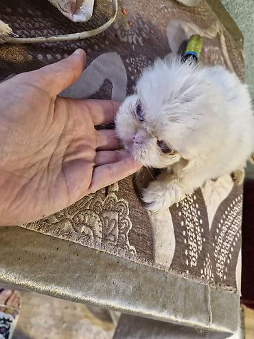 haski it adlari: Pekines — 3