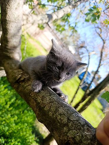 Pişiklər: Rus mavi, Dişi — 1