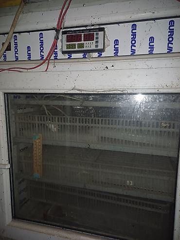 İnkubatorlar: Salam hazır biznes quşculugnan meşqul olmaq isdiyen şexslerin nezerine — 2