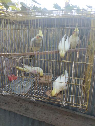 Tutuquşları: Məhsul: Nimfa (Cockatiel) tutuquşuları – ağ-sarı rəngli, yanaqlarda — 16