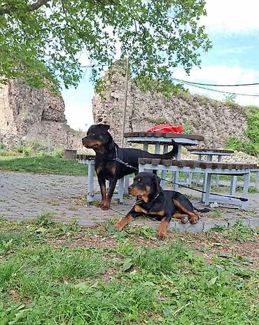 Psi: Rotvajler žensko štene oštećena 21. oktobraa 2025. Primila sve — 5