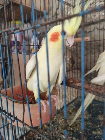 Tutuquşları: Temiz lutino Korella bir ededi 60 azn Qirmizi göz lutino Nymph paraket — 8