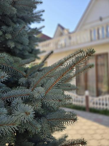Аренда коттеджей и домов на Иссык-Куле: Коттедж, Royal beach, Чок-Тал, 16 мест — 37