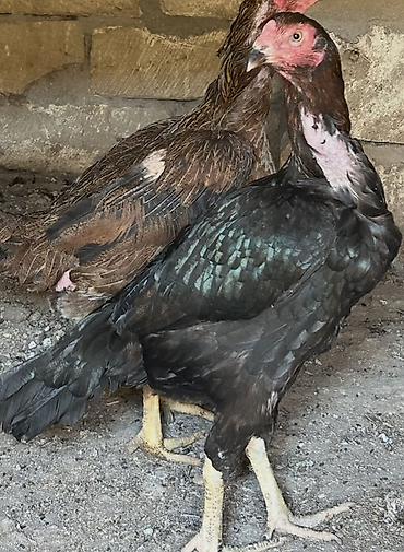 rahibe toyuqu: Toyuq, Damazlıq — 1