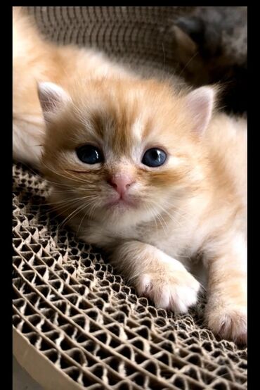 Pişiklər: Britan, Erkək, Dişi, Yaxşı əllərə, Ödənişli çatdırılma — 3