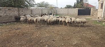 bordaq qoyun: 56 heyvandı onun 1 qoçdu 3 keçidi 5 iri çölə gedən quzudu 6 dişi — 1