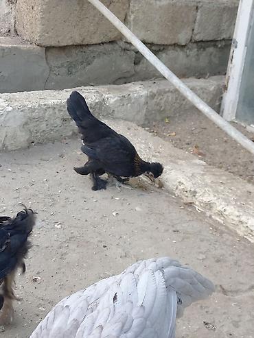 xoruzu: Satsı: dekorativ Yaponka xırda cins toyuqlar (bantam tipli) — 8