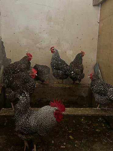 tovuz quşu qiyməti: Salam. Gördüyünüz xarkovlar satılır. 1 xoruz. 4 dənə 1 yaş 1 aylıq — 2
