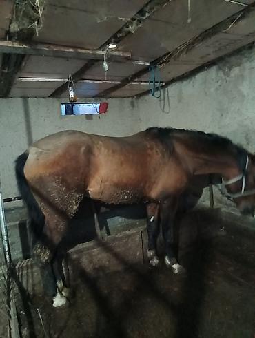 Лошади, кони: Продаю | Жеребец | Рабочий | Мерин — 10