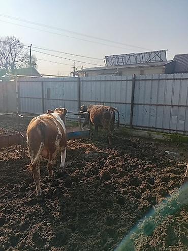 Коровы, быки: Продаю | Бык (самец) | На откорм | Привязанные — 18