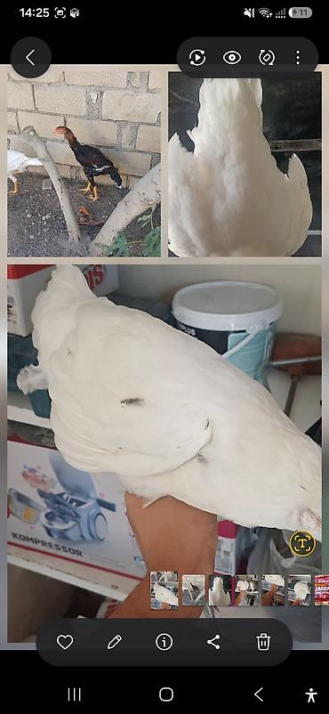 toyuq cinsləri: Toyuq, Damazlıq — 3